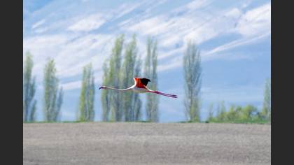 Flamingo