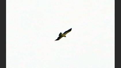 Küçük Kartal