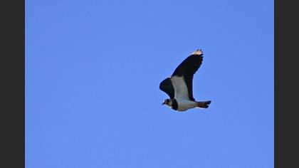 Kızkuşu