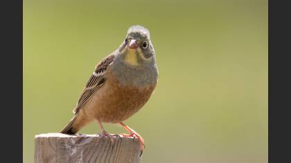 Kirazkuşu