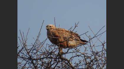 Kızıl Şahin