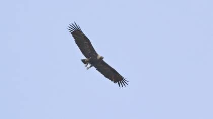 Şah Kartal