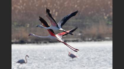 Flamingo
