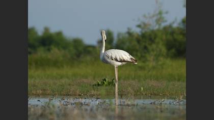 Flamingo