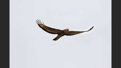 Arı Şahini