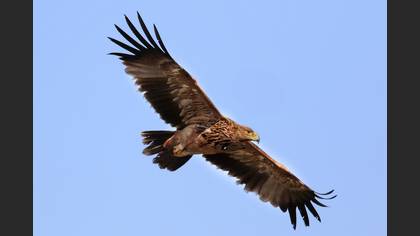 Şah Kartal