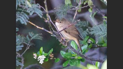 Çalı Kamışçını