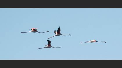 Flamingo