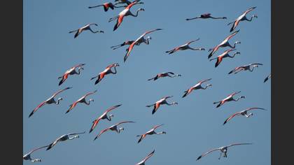 Flamingo