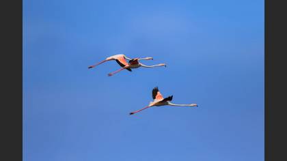 Flamingo