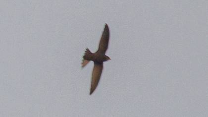 Ebabil