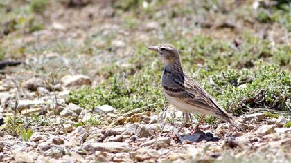 Bozkır Toygarı