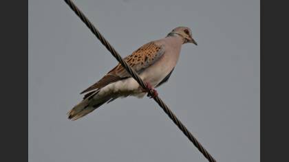 Üveyik