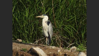 Gri Balıkçıl