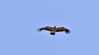 Şah Kartal