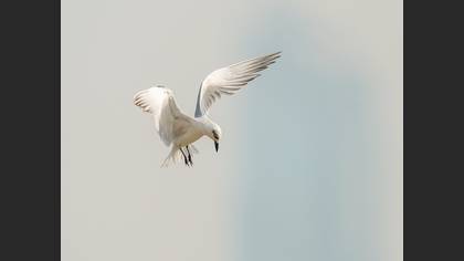 Gülen Sumru