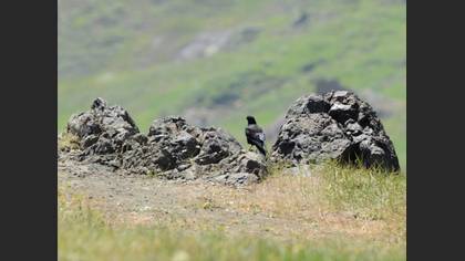 Sarıgagalı Dağ Kargası