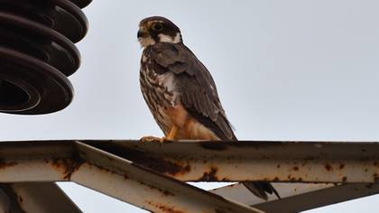 Delice Doğan