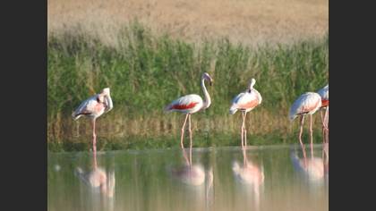 Flamingo