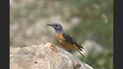 Taşkızılı