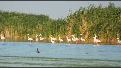 Flamingo