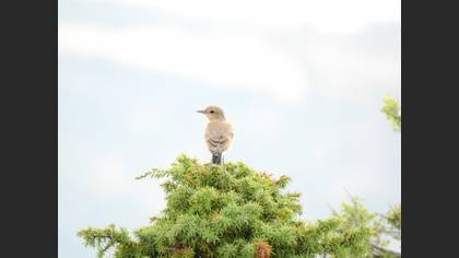 Kuyrukkakan