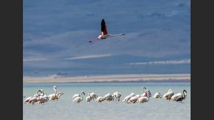 Flamingo