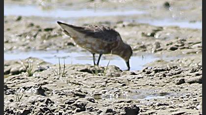 Kızıl Kumkuşu