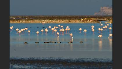 Flamingo