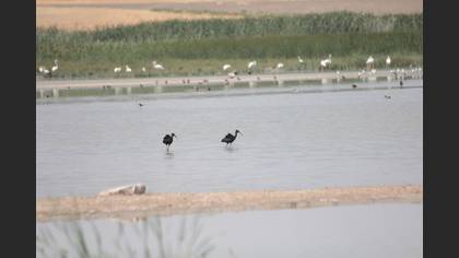 Çeltikçi