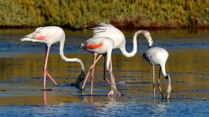 Flamingo