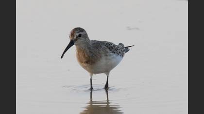 Kızıl Kumkuşu
