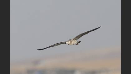Tanımsız