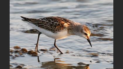 Küçük Kumkuşu
