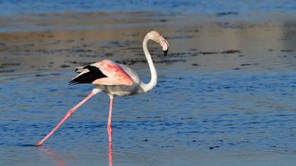 Flamingo