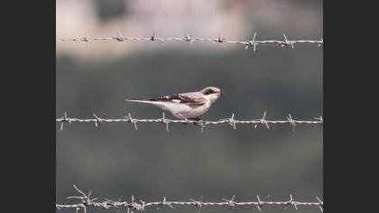Karaalınlı Örümcekkuşu