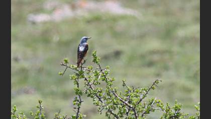 Taşkızılı