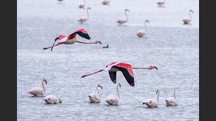 Flamingo