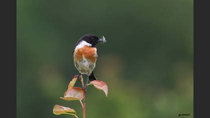 Taşkuşu