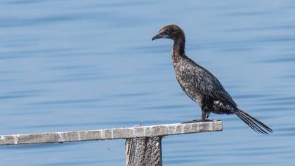 Küçük Karabatak