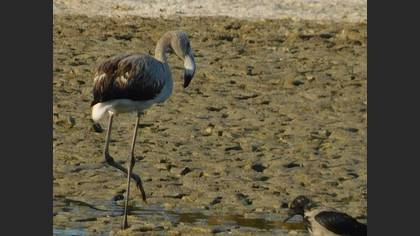 Flamingo