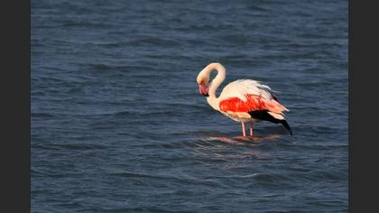 Flamingo