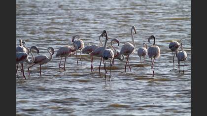 Flamingo