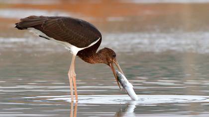 Kara Leylek