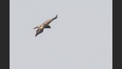 Küçük Kartal