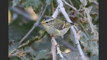 Sarıkaşlı Çıvgın