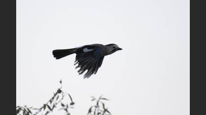 Alakarga