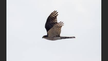Atmaca