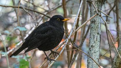 Karatavuk
