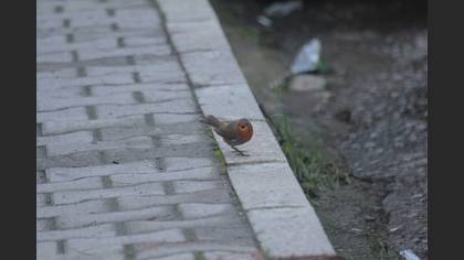 Kızılgerdan